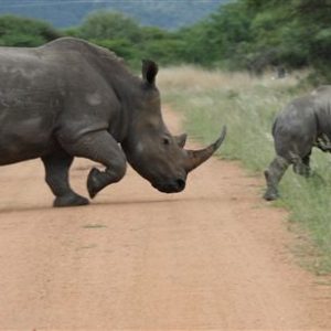 Ecotourism safari booking in Southern circuit Tanzania, Kilimanjaro climbing and Serengeti Ndutu Ecotourism safari booking in Southern circuit Tanzania, Kilimanjaro climbing and Serengeti Ndutu